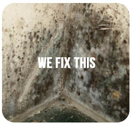 Mold Remediation Tampa